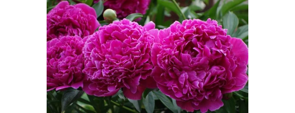 Почему не цветут пионы: 6 самых частых причин